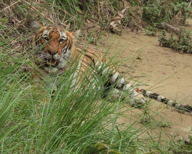 tigre au repos dans le Parc National de Bardiya