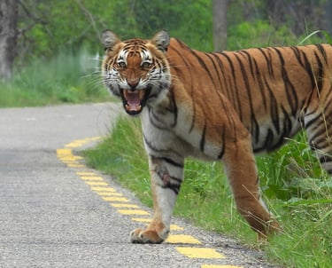 tiger in Bardia road