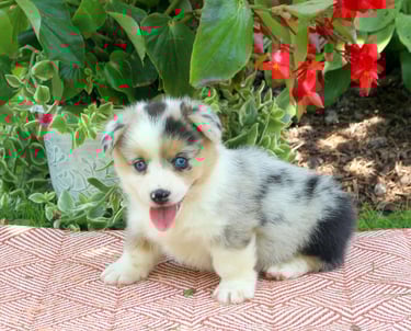 Corgi Puppies for Sale