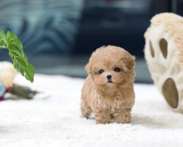 Poodle Puppies for Sale