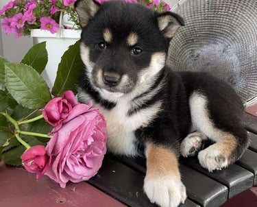 Shiba Inu Puppies for Sale 