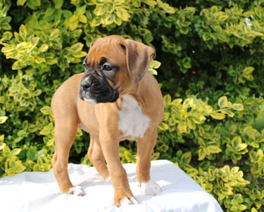 Boxer Puppies for Sale 