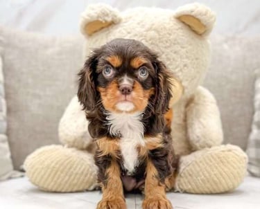 Cavalier King Charles Spaniel Puppies for Sale
