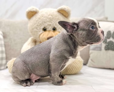 Frenchton Puppies for Sale