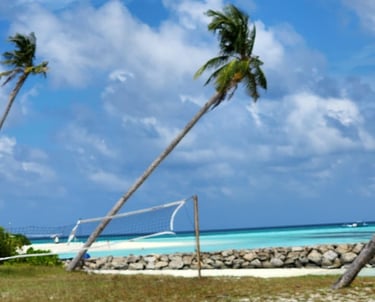 a beach with palm trees and a beach