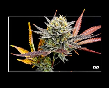 lemon-grace-happy-pousse-cbd-valence
