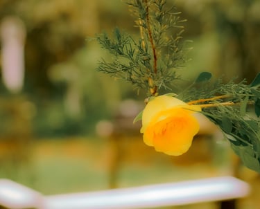 Una sola rosa amarilla floreciendo en una rama verde con un fondo de jardín suave bokeh.