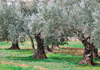 Coltivazione olive Monti Iblei