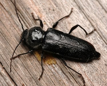 les insectes du bois 