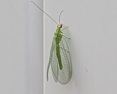 a green lacewing