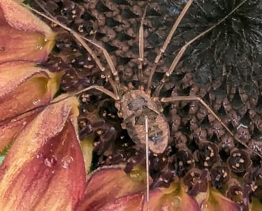 harvestmen aracnid