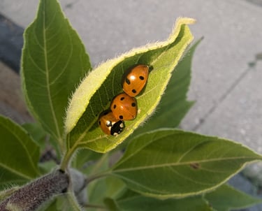 Ladybugs 