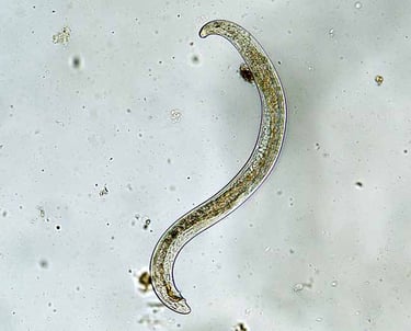 Nematode