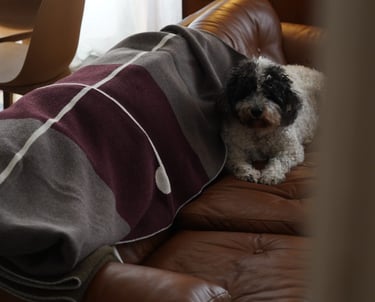 a dog is laying on a couch with a blanket