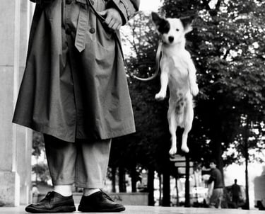 Elliott Irwitt photo of levitating dog