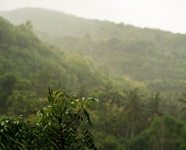 floresta, credit carbon, carbono, sustentabilidade, esg, CVM, Lucro Real