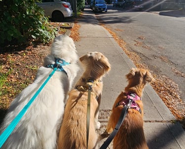 group dog walk in leslieviile on leash