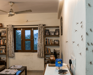 Mosquitoes Pest Control in Gandhinagar