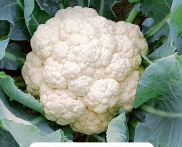 A fresh Nexgen Seeds NXG-Delight cauliflower head growing in a garden with green leaves.