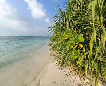 plage maldives palmiers