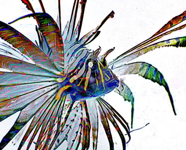 a fish fish in a colorfully colored fish