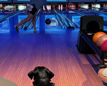 A service dog in training watches his student puppy raiser bowl