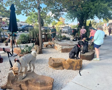 a group dog training class gather in Wimberley and practice sit stay together