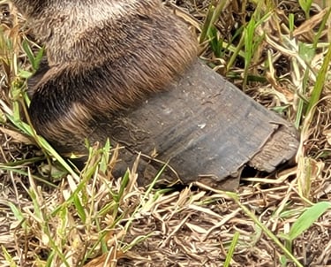 Broken hoof from donkey at AAK farm Kenya