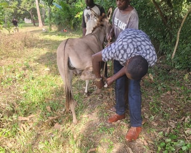 Donkey gets hoof treatment at AAK farm