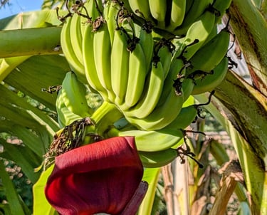 a banana tree with a bunch of bananas on it at AAK Farm