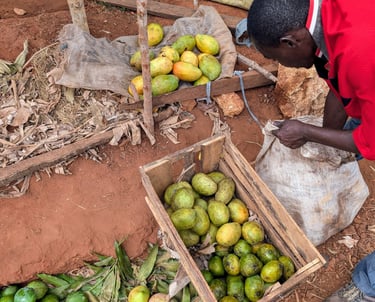 a man is sorting a box of Mango fruits at AAK Farm