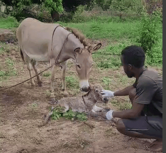 donkey gave birth on the aak farm
