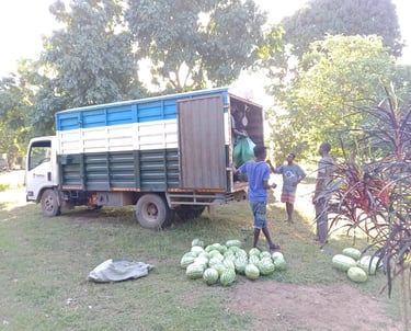 a truck with a trailer for watermelon transportation