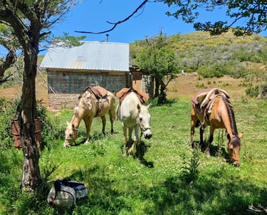 Several horses grazing in a field next to a rustic cabin.