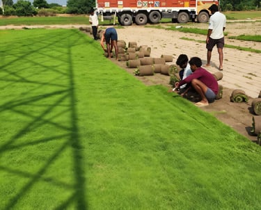 lawn grass suppliers Visakhapatnam