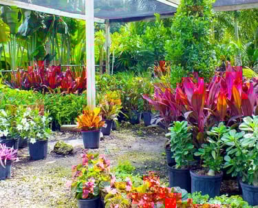 Nursery in Rajahmundry