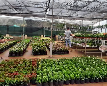 Nursery in Hyderabad