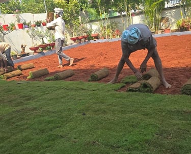 lawn grass suppliers Rajahmundry