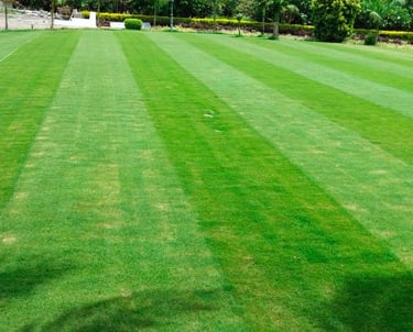 lawn grass suppliers Vijayawada