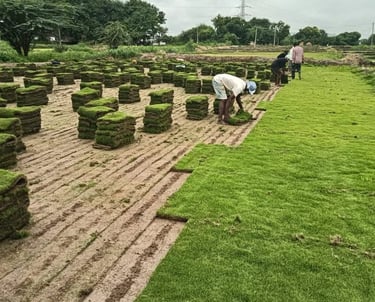 Lawn Grass Suppliers Hyderabad