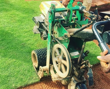 lawn grass suppliers in Hyderabad