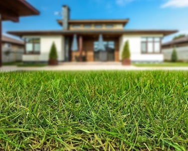 lawn grass suppliers in Andhra Pradesh