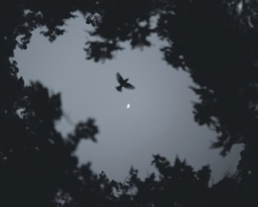 Un oiseau prend son envol, cérémonie "Le souffle", dispersion des cendres de votre animal