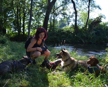Einzeltraining Hunde Dogz Erding