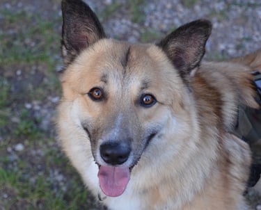 Dogz' Erding glückliche Hunde