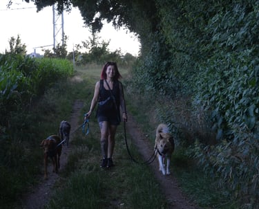 Dogz' Erding Sonnenuntergang Gassi Service