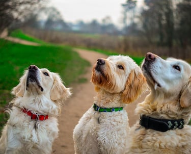 Hunde Gruppenstunde Dogz Erding