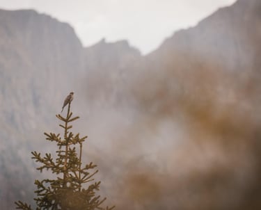 andrea  pedretti wilfdlife