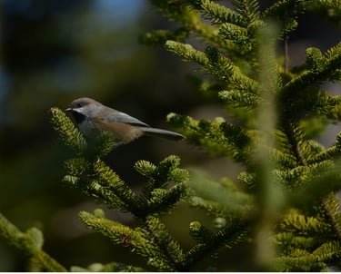 Impacts du changement climatique & de la coupe forestière sur la diversité aviaire