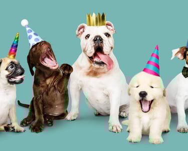 Variety of dogs with party hats